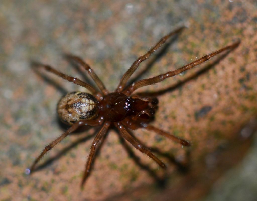 Enoplognatha cfr mandibularis maschio e femmina - Grosseto